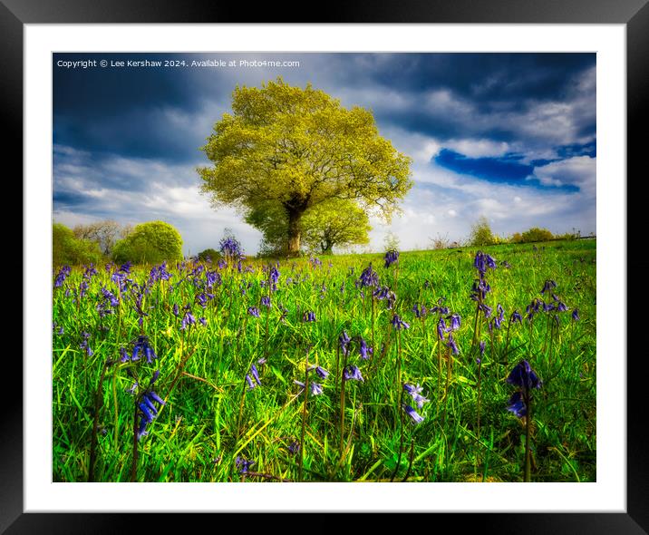 Whispers of Llwyncelyn: Bluebell Serenity Framed Mounted Print by Lee Kershaw