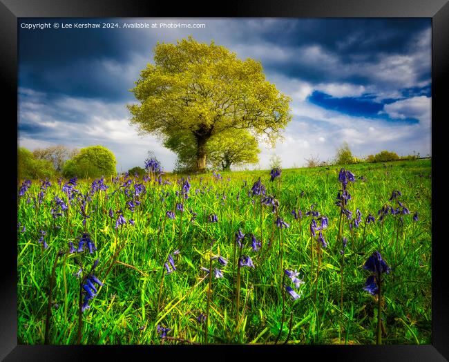 Whispers of Llwyncelyn: Bluebell Serenity Framed Print by Lee Kershaw