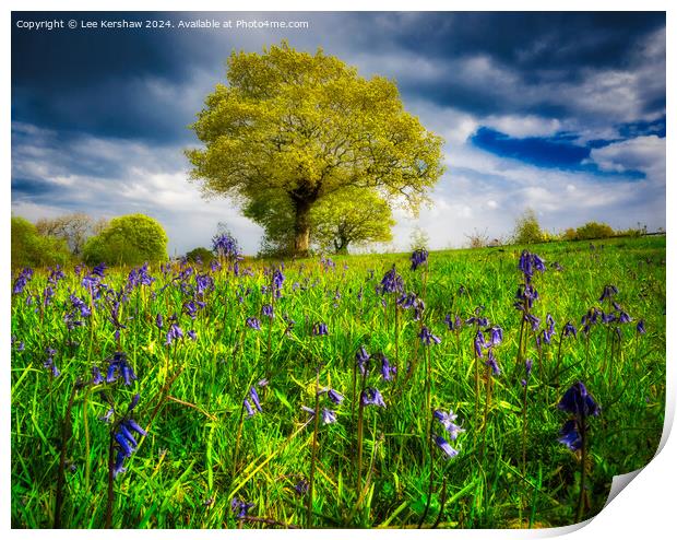 Whispers of Llwyncelyn: Bluebell Serenity Print by Lee Kershaw