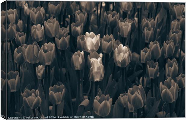 Tulips in sepia Canvas Print by Peter Koudstaal