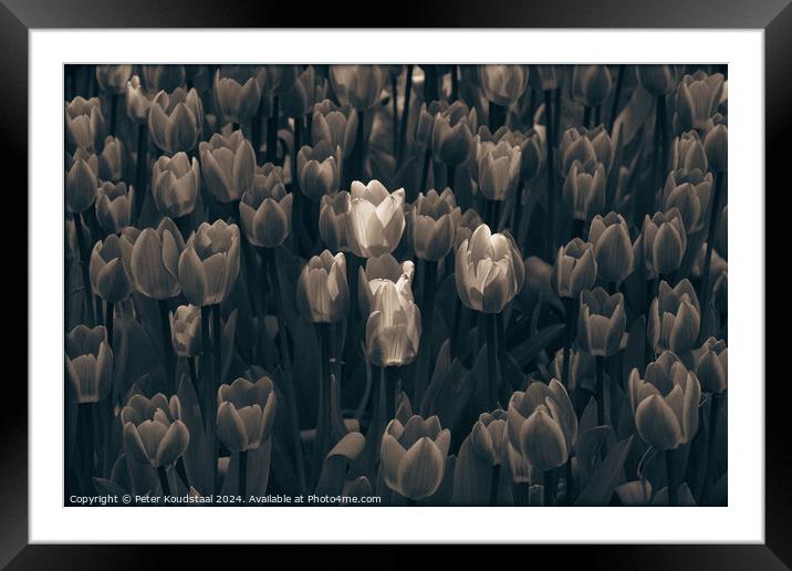 Tulips in sepia Framed Mounted Print by Peter Koudstaal