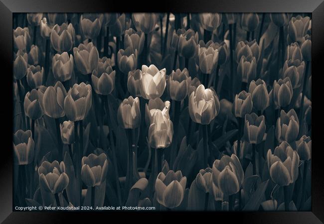 Tulips in sepia Framed Print by Peter Koudstaal