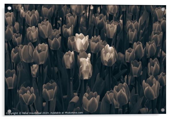 Tulips in sepia Acrylic by Peter Koudstaal