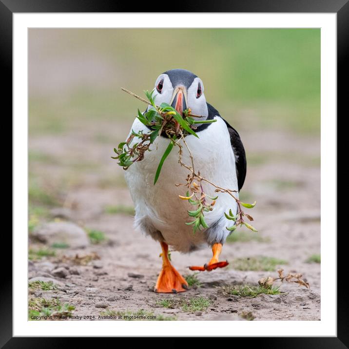 Puffin on a mission Framed Mounted Print by Kay Roxby