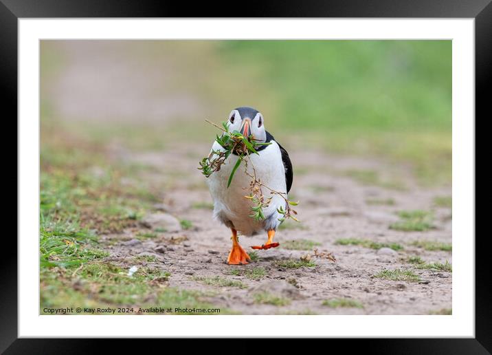 Puffin on a mission 2 Framed Mounted Print by Kay Roxby