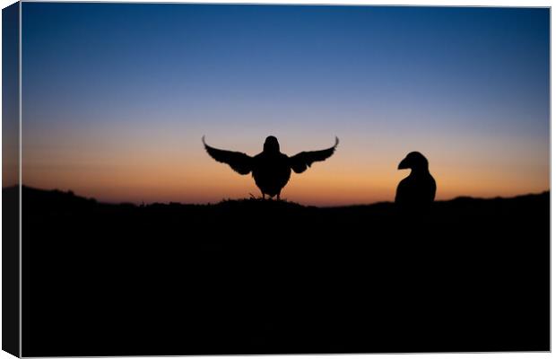 Puffin silhouettes as sunrise Canvas Print by Kay Roxby