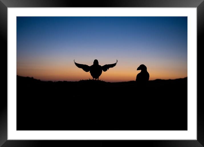 Puffin silhouettes as sunrise Framed Mounted Print by Kay Roxby