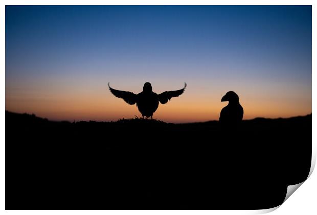 Puffin silhouettes as sunrise Print by Kay Roxby