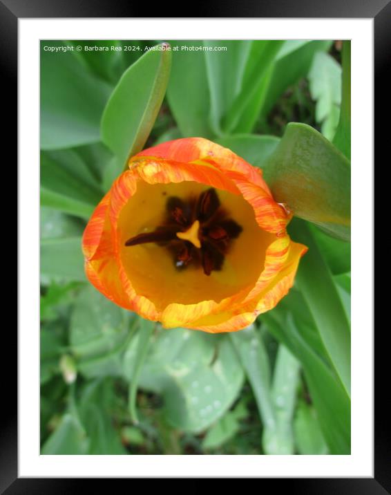 Plant flower Framed Mounted Print by Barbara Rea