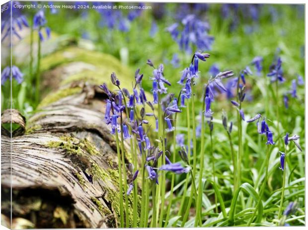 Spring bluebells iconic English flower Canvas Print by Andrew Heaps