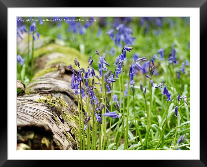 Spring bluebells iconic English flower Framed Mounted Print by Andrew Heaps