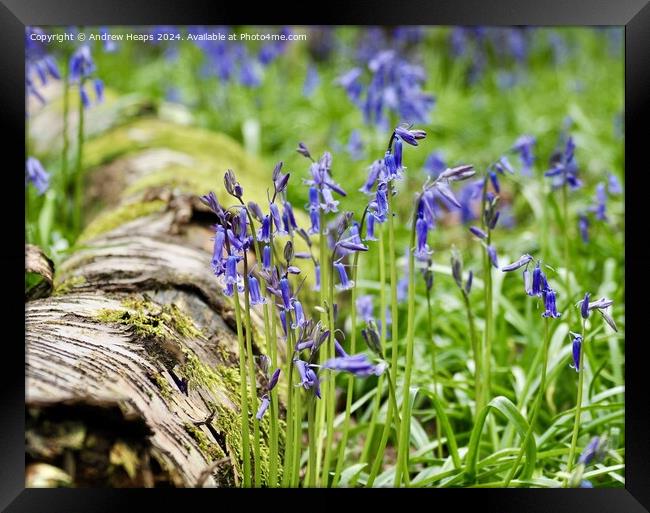 Spring bluebells iconic English flower Framed Print by Andrew Heaps