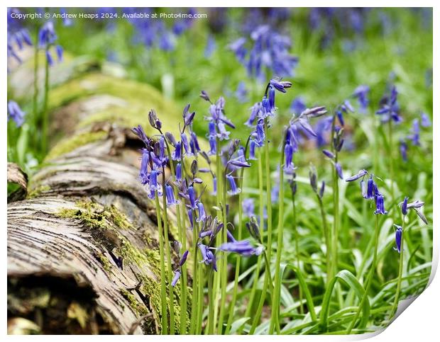Spring bluebells iconic English flower Print by Andrew Heaps