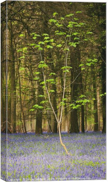  sunlit tree and bluebells Canvas Print by Simon Johnson
