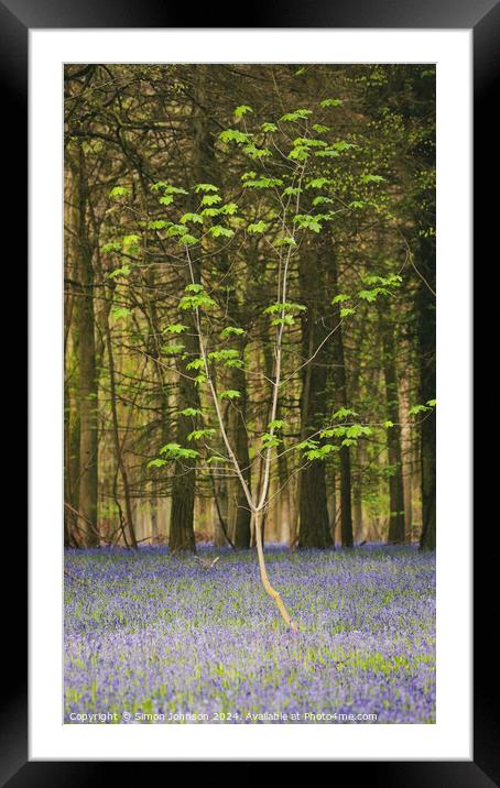  sunlit tree and bluebells Framed Mounted Print by Simon Johnson