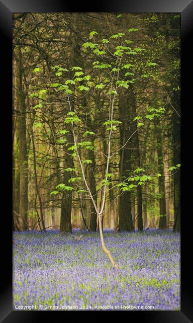  sunlit tree and bluebells Framed Print by Simon Johnson