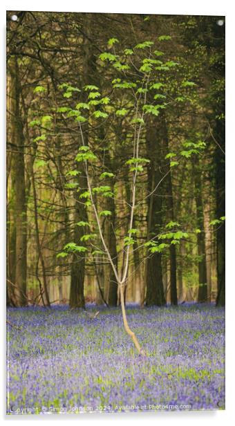  sunlit tree and bluebells Acrylic by Simon Johnson