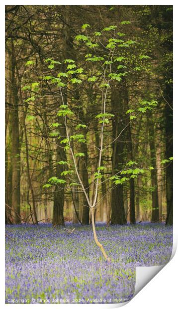  sunlit tree and bluebells Print by Simon Johnson