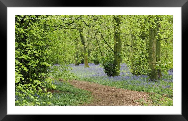 Bluebells in woodland with winding path. Framed Mounted Print by Andrew Heaps