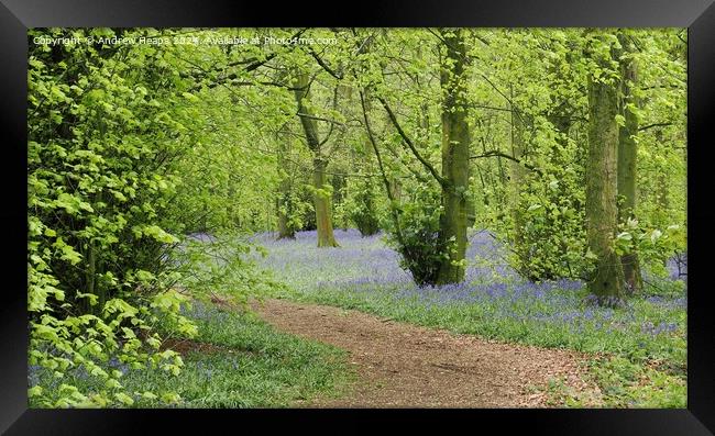 Bluebells in woodland with winding path. Framed Print by Andrew Heaps
