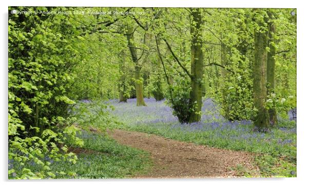 Bluebells in woodland with winding path. Acrylic by Andrew Heaps