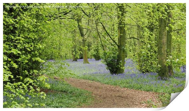 Bluebells in woodland with winding path. Print by Andrew Heaps