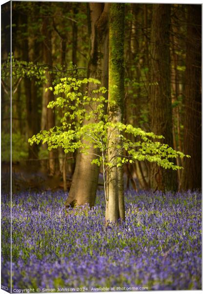  sunlit beech tree and bluebells Canvas Print by Simon Johnson