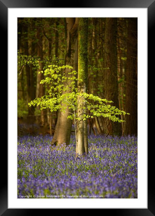  sunlit beech tree and bluebells Framed Mounted Print by Simon Johnson