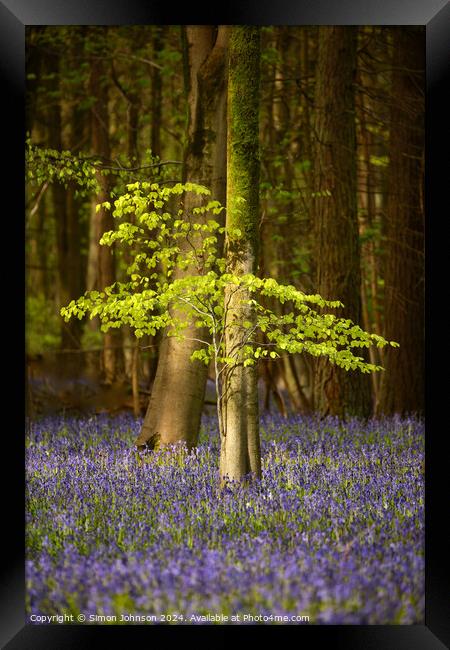  sunlit beech tree and bluebells Framed Print by Simon Johnson