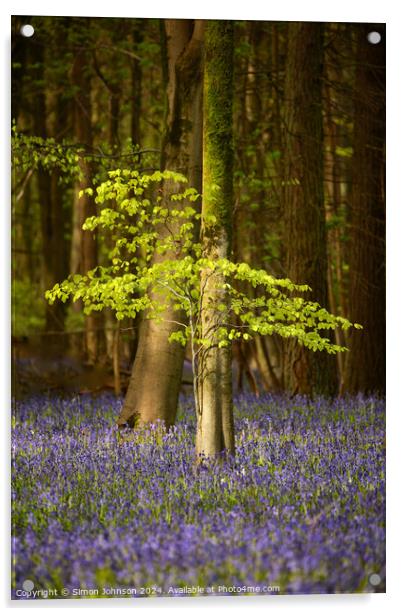  sunlit beech tree and bluebells Acrylic by Simon Johnson