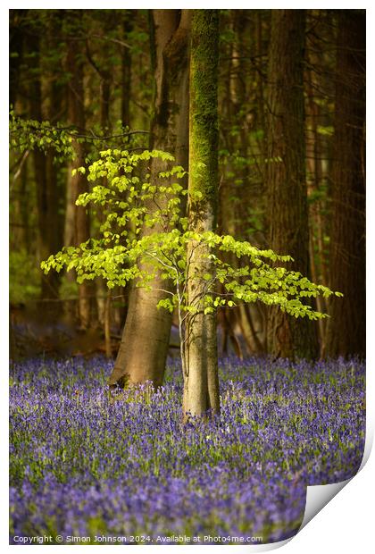  sunlit beech tree and bluebells Print by Simon Johnson