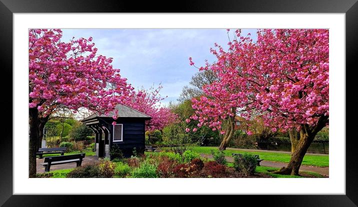 Cherry Blossoms Cleveleys Framed Mounted Print by Michele Davis