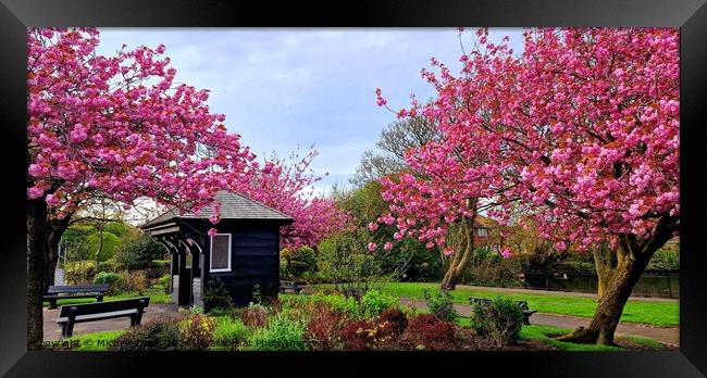 Cherry Blossoms Cleveleys Framed Print by Michele Davis