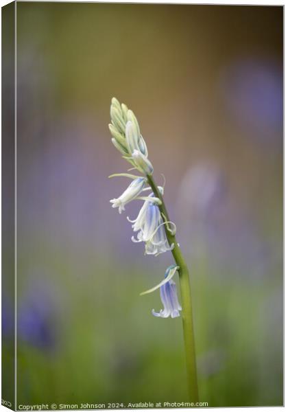 Plant flower Canvas Print by Simon Johnson