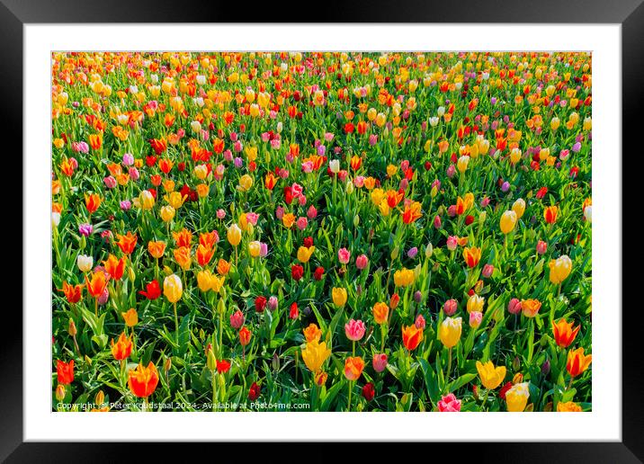 Outdoor flower field Framed Mounted Print by Peter Koudstaal