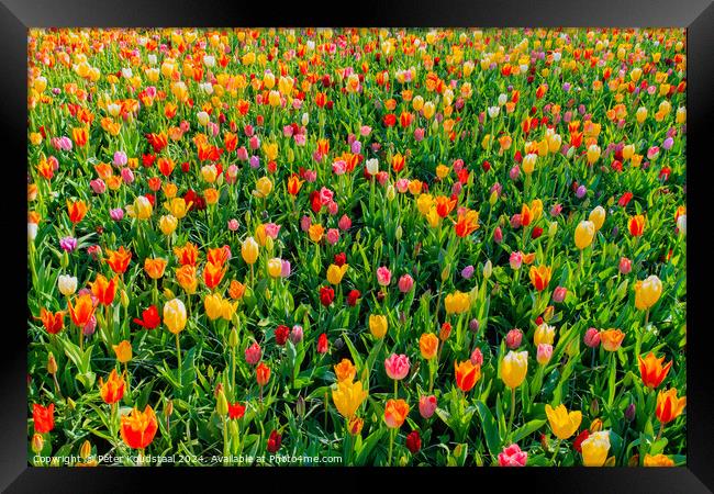 Outdoor flower field Framed Print by Peter Koudstaal