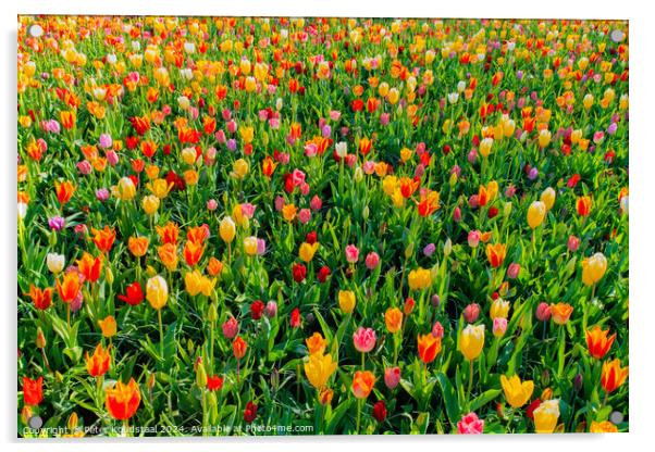 Outdoor flower field Acrylic by Peter Koudstaal