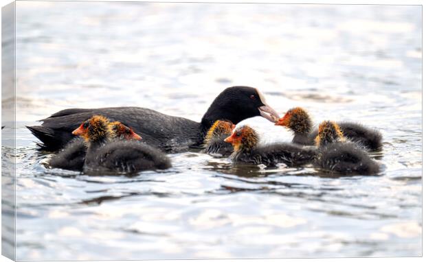 coot with baby coots chicks,swimming and feeding Canvas Print by kathy white