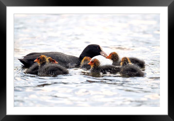coot with baby coots chicks,swimming and feeding Framed Mounted Print by kathy white