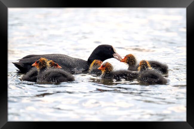 coot with baby coots chicks,swimming and feeding Framed Print by kathy white