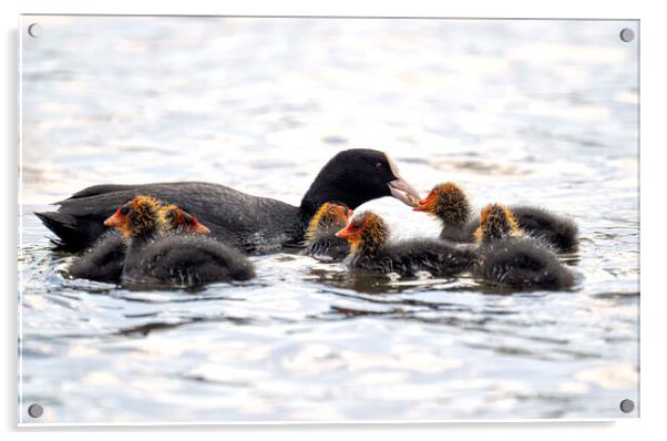 coot with baby coots chicks,swimming and feeding Acrylic by kathy white
