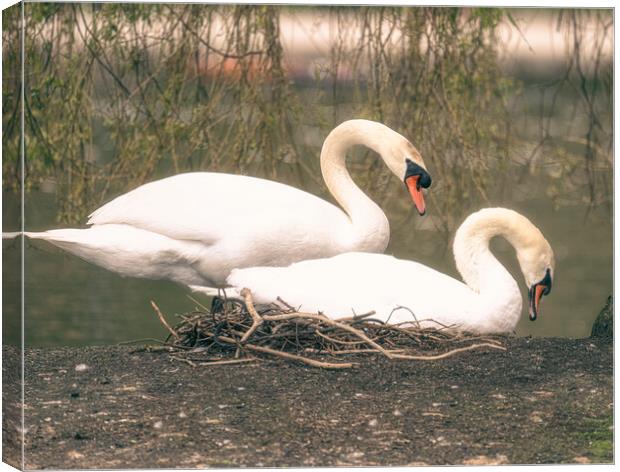  swans on their nest Canvas Print by kathy white