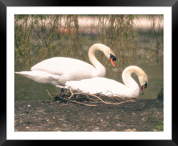  swans on their nest Framed Mounted Print by kathy white