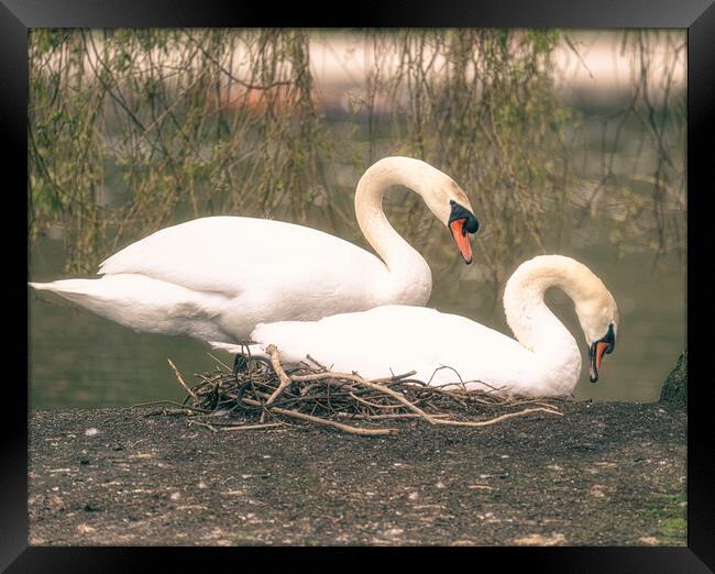  swans on their nest Framed Print by kathy white