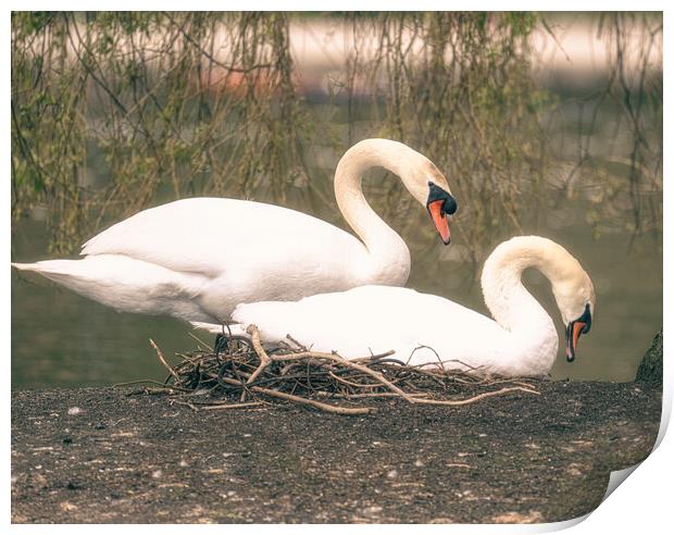 swans on their nest Print by kathy white