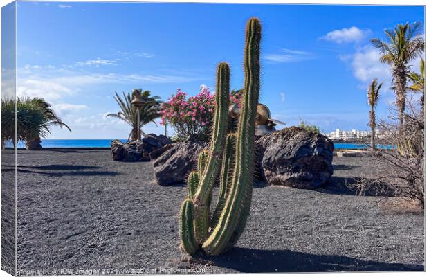 Lanzarote Beach Cactus Canvas Print by RJW Images