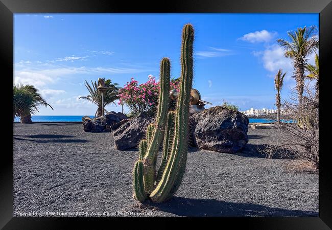 Lanzarote Beach Cactus Framed Print by RJW Images