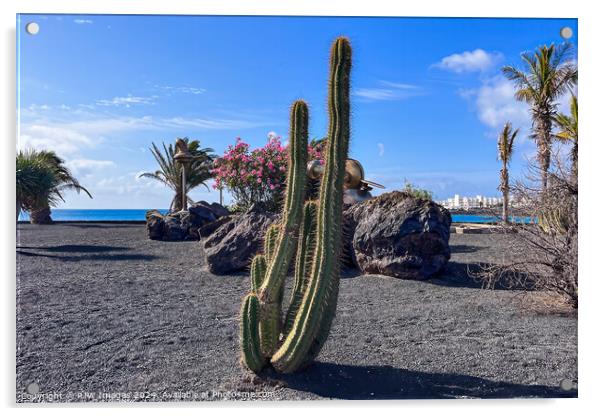 Lanzarote Beach Cactus Acrylic by RJW Images