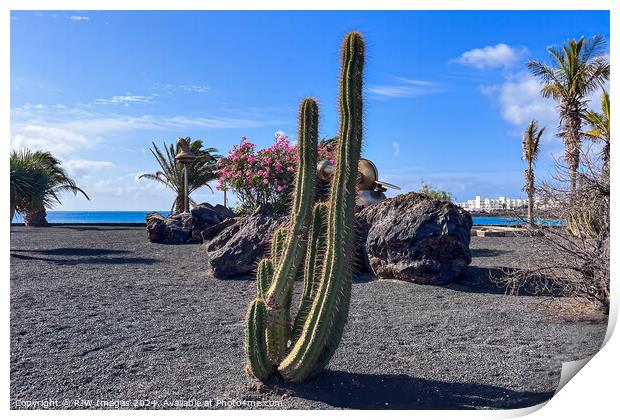 Lanzarote Beach Cactus Print by RJW Images