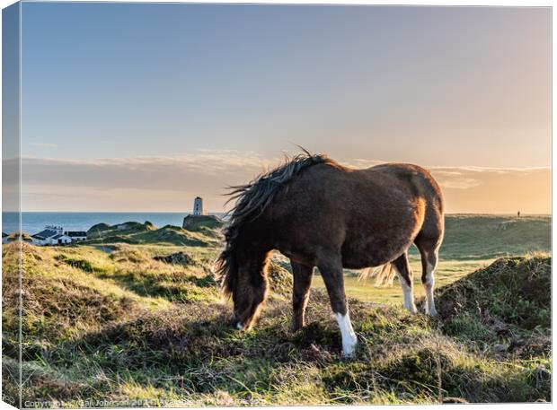 Sunset on llandwyn Island Anglesey  Canvas Print by Gail Johnson